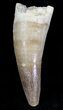 Fossil Plesiosaur Tooth - Morocco #20906-1